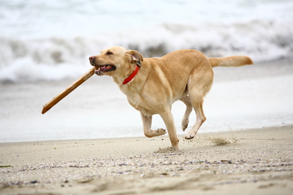 Vergleichsrechner für Hundehaftpflichtversicherung